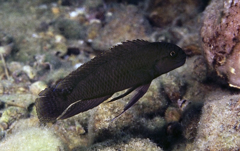 Telmatochromis brachygnathus 'Cape Chaitika'